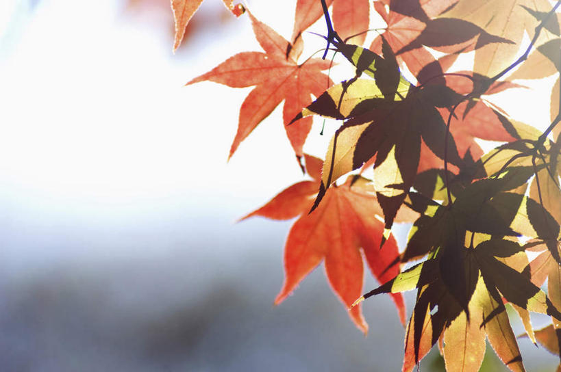 无人,横图,室外,特写,白天,留白,美景,枫树,日光,阴影,景观,枫叶,天空,自然,景色,摄影,宁静,环境,简单,抵达,自然风光,改变,环境保护,秋天,彩图