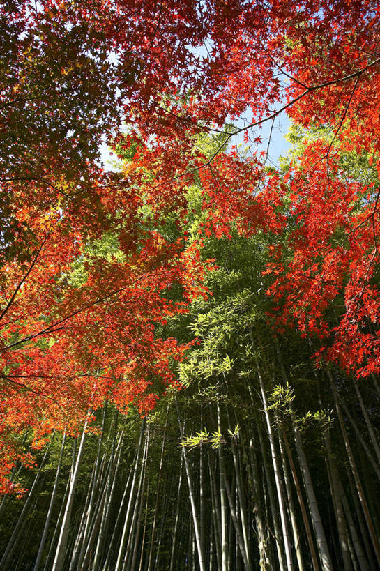 无人,竖图,室外,白天,仰视,度假,美景,枫树,景观,树,黄色,红色,自然,景色,摄影,宁静,环境,简单,抵达,自然风光,改变,环境保护,秋天,彩图,低角度拍摄,林区