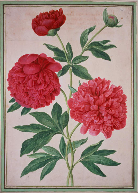 无人,竖图,室内,白天,背景,正面,绘画,牡丹花,叶子,三朵,艺术,盛开,绿叶,古典,花蕾,文化,花,花瓣,花朵,鲜花,白色,工艺品,花苞,花蕊,品味,嫩叶,美术,高雅,富贵,鼠姑,鹿韭,白茸,百雨金,美学,浓情,圆满,配景,富贵花,洛阳花,牡丹,木芍药,芍药,叶,叶片,布景,彩图