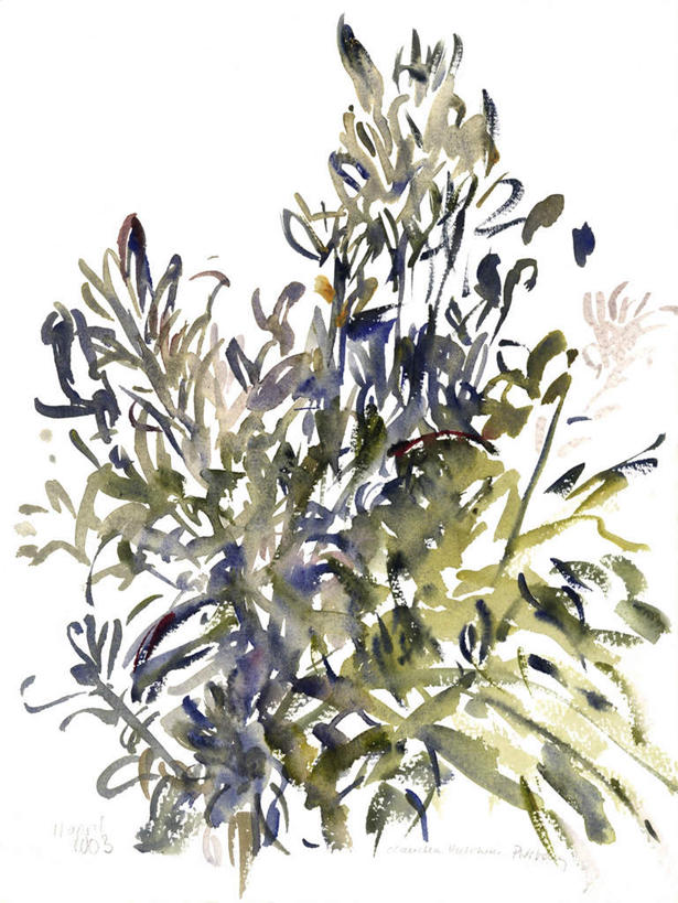 无人,竖图,室内,白天,白色背景,正面,绘画,植物,许多,艺术,盛开,草药,药草,很多,古典,花蕾,文化,中药,花,花瓣,花朵,鲜花,白色,工艺品,花苞,花蕊,品味,美术,水彩,水彩画,高雅,药材,中草药,中药材,本草,美学,九里光,九里明,九岭光,九龙光,千里光,彩图