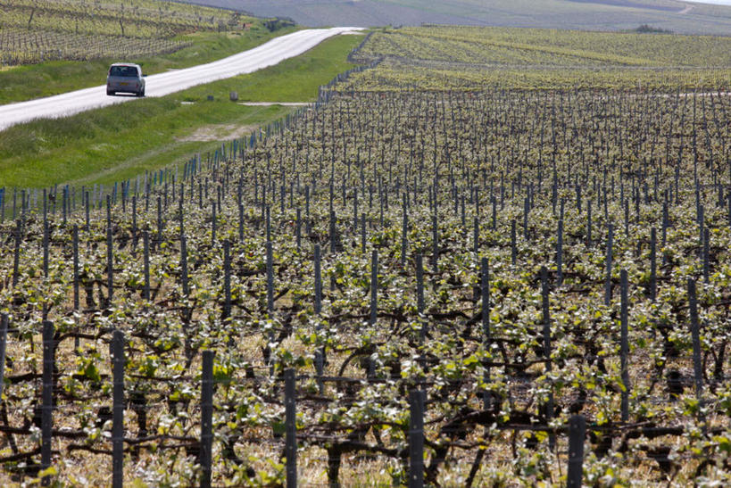 葡萄酒,无人,果园,横图,室外,白天,正面,旅游,度假,奢侈,快乐,美景,田园,道路,路,汽车,法国,欧洲,一辆,阴影,光线,影子,景观,小路,交通,浪漫,娱乐,葡萄园,车,酒,饮料,阳光,自然,庄园,交通工具,轿车,香槟,享受,休闲,景色,放松,诱惑,自然风光,载具,法兰西共和国,法兰西第五共和国,气泡酒,起泡酒,汽酒,香槟.阿登,香槟.阿登大区,马恩省,彩图,高兴,欢笑