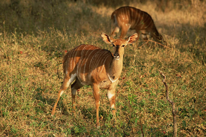无人,站,吃,横图,室外,白天,正面,旅游,度假,草地,美景,植物,野生动物,羊,非洲,南非,阴影,光线,羚羊,影子,景观,注视,娱乐,草,绿色,阳光,自然,动物,低头,观察,看,站着,两只,享受,休闲,景色,放松,可爱,活泼,观看,察看,关注,自然风光,垂头,阿非利加洲,南非共和国,南非林羚,嚼,食,站立,彩图,全身