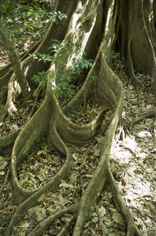 无人,竖图,俯视,室外,特写,白天,安全,美景,植物,叶子,哥斯达黎加,阴影,平静,光线,影子,景观,枯叶,落叶,树根,枝条,树,树木,树枝,绿色,阳光,自然,景色,生长,成长,宁静,北美,北美洲,自然风光,美洲,和平,安详,盘根错节,北亚美利加洲,亚美利加洲,哥斯达黎加共和国,太平,安适,安好,宁靖,虬枝,枝杈,叶,叶片,彩图,高角度拍摄