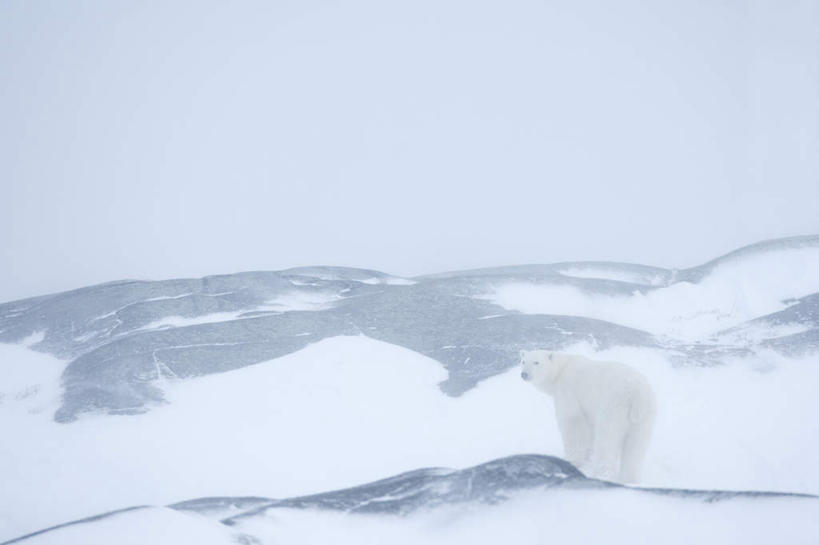 无人,走,横图,室外,白天,旅游,度假,美景,雪,大雪,北极熊,野生动物,熊,加拿大,积雪,景观,雪景,冬季,冬天,注视,娱乐,一只,背面,白色,自然,动物,观察,看,享受,休闲,景色,放松,寒冷,观看,察看,卫生,北美,北美洲,关注,自然风光,美洲,凶猛,觅食,纯真,北亚美利加洲,亚美利加洲,严寒,洁净,光明,恬静,寻食,中间色,朴素,清白,残暴,凶残,白熊,步行,散步,走路,彩图,全身