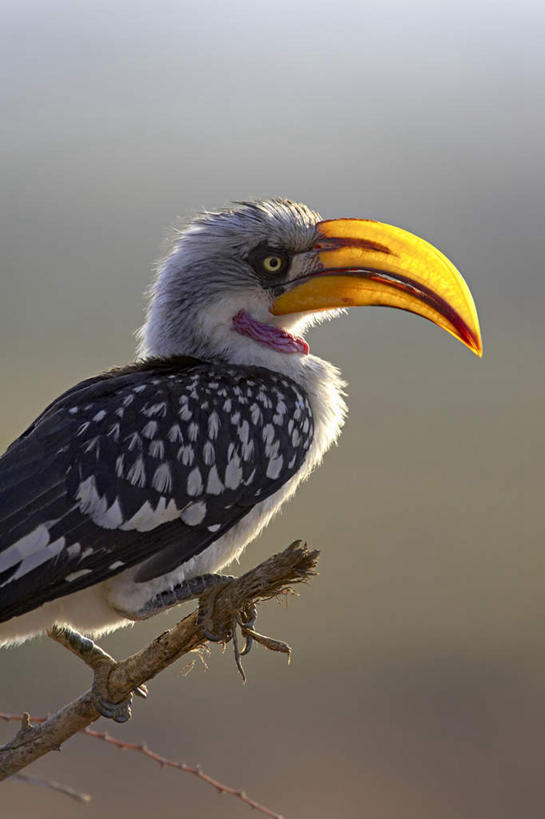 无人,站,竖图,室外,白天,侧面,旅游,度假,美景,植物,鸟,非洲,肯尼亚,阴影,光线,鸟类,影子,景观,枝条,注视,娱乐,树,树木,树枝,一只,阳光,自然,观察,看,站着,享受,休闲,景色,放松,可爱,活泼,观看,察看,关注,自然风光,犀鸟,黄嘴犀鸟,阿非利加洲,肯尼亚共和国,虬枝,枝杈,站立,彩图,全身