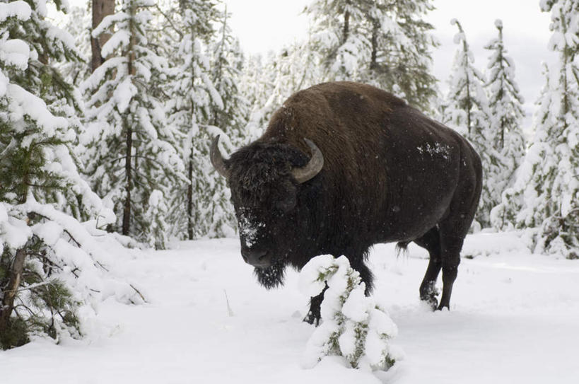 无人,站,横图,室外,白天,正面,美景,雪,植物,大雪,牛,野生动物,美国,阴影,光线,影子,积雪,景观,雪景,冬季,冬天,注视,树,树木,一只,绿色,阳光,自然,动物,低头,观察,看,站着,景色,寒冷,生长,成长,观看,察看,北美,北美洲,关注,自然风光,美洲,美洲野牛,凶猛,怀俄明州,怀俄明,北亚美利加洲,亚美利加洲,严寒,平等之州,美洲草原野牛,美洲犎牛,美洲平原野牛,残暴,凶残,野牛,站立,彩图,全身