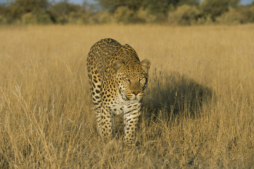 无人,走,横图,室外,白天,正面,旅游,度假,草地,草原,草坪,美景,植物,野生动物,非洲,纳米比亚,阴影,枯萎,光线,影子,斑点,荒野,景观,旷野,热带,黑点,注视,娱乐,草,树,树木,一只,蓝色,绿色,蓝天,天空,阳光,自然,动物,天,观察,看,享受,休闲,景色,放松,生长,晴朗,成长,观看,死亡,察看,关注,自然风光,原野,美洲豹,荒原,凶猛,万里无云,纳米比亚共和国,美洲虎,枯败,残暴,凶残,晴空,晴空万里,步行,散步,走路,彩图,全身