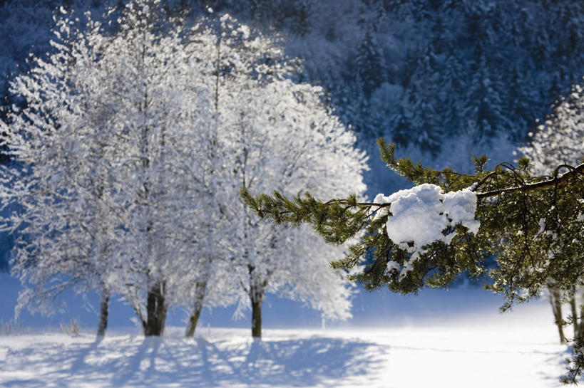 无人,横图,室外,白天,正面,旅游,度假,美景,山,雪,雪山,植物,大雪,意大利,欧洲,一排,阴影,整齐,光线,影子,冰,积雪,景观,山峰,雪景,冬季,冬天,山峦,娱乐,树,树木,排列,绿色,阳光,自然,享受,休闲,景色,放松,寒冷,生长,成长,冰冷,队列,南欧,自然风光,意大利共和国,严寒,冰凉,酷寒,凛冽,凛凛,极冷,皮埃蒙特大区,皮埃蒙特,彩图