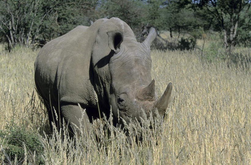 无人,站,横图,室外,特写,白天,正面,草地,草坪,美景,植物,野生动物,非洲,纳米比亚,阴影,朦胧,模糊,光线,影子,景观,注视,草,树,树木,绿色,阳光,自然,动物,观察,看,站着,景色,生长,成长,观看,察看,关注,自然风光,凶猛,白犀,白犀牛,犀牛之王,纳米比亚共和国,残暴,凶残,犀牛,站立,彩图,全身