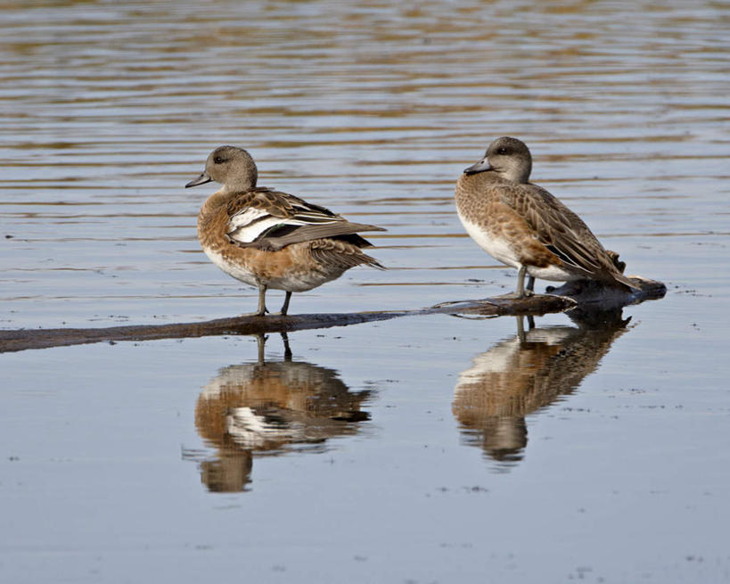 无人,站,横图,室外,白天,侧面,旅游,度假,河流,美景,水,鸟,美国,波纹,鸟类,鸭,鸭子,河水,景观,水流,涟漪,注视,娱乐,家禽,倒影,水纹,自然,动物,波浪,观察,看,站着,两只,享受,休闲,景色,放松,牲畜,观看,察看,倒映,北美,北美洲,关注,自然风光,美洲,绿头野鸭,野鸭,阿拉斯加,阿拉斯加州,水晕,北亚美利加洲,亚美利加洲,最后的边疆,午夜阳光之地,反照,美国野鸭,站立,彩图,全身