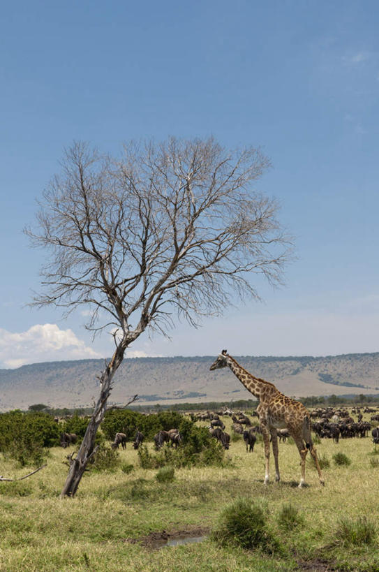 无人,站,竖图,室外,白天,侧面,旅游,度假,草地,草坪,美景,植物,哺乳动物,长颈鹿,野生动物,羊,非洲,肯尼亚,一群,许多,阴影,光线,羚羊,影子,景观,云,云朵,很多,云彩,注视,娱乐,草,树,树木,蓝色,绿色,白云,蓝天,天空,阳光,自然,动物,天,观察,看,站着,享受,休闲,景色,放松,可爱,活泼,生长,晴朗,成长,观看,察看,国家公园,关注,自然风光,阿非利加洲,肯尼亚共和国,马赛马拉国家公园,南非林羚,晴空,站立,彩图,全身