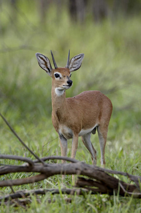 无人,动物园,竖图,室外,白天,正面,旅游,度假,草地,草坪,美景,植物,野生动物,羊,非洲,南非,一艘,阴影,光线,羚羊,影子,景观,涟漪,注视,娱乐,草,树,树木,绿色,阳光,自然,动物,观察,看,站着,享受,休闲,景色,放松,可爱,活泼,生长,成长,观看,察看,国家公园,关注,自然风光,克鲁格国家公园,阿非利加洲,德兰士瓦省,南非共和国,岩羚,站立,彩图,全身