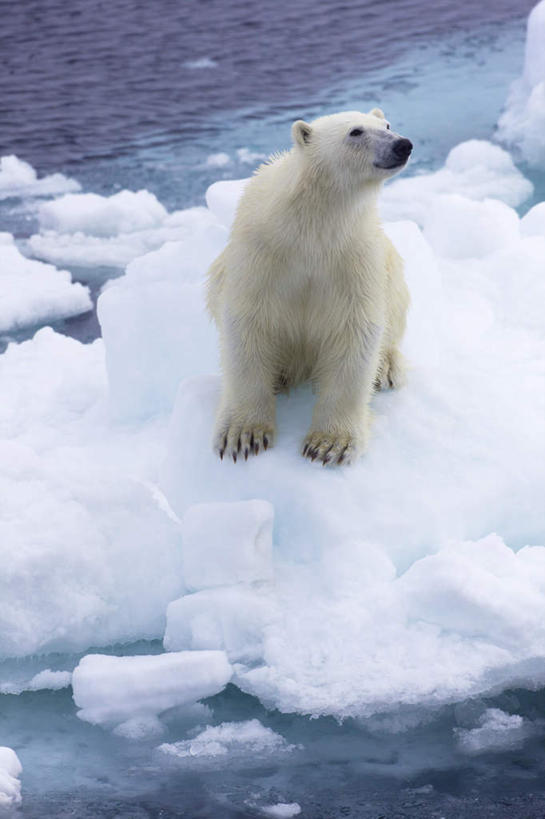 无人,站,竖图,俯视,室外,白天,旅游,度假,海浪,海洋,美景,雪,大雪,北极熊,野生动物,熊,挪威,欧洲,冰,积雪,景观,浪花,雪景,冬季,冬天,注视,娱乐,一只,自然,海水,动物,浮冰,观察,看,站着,享受,休闲,景色,放松,寒冷,观看,察看,冰冷,斯堪的纳维亚,关注,自然风光,北欧,斯堪的纳维亚半岛,凶猛,海景,严寒,冰凉,酷寒,凛冽,凛凛,极冷,流冰,浮冰块,挪威王国,斯瓦尔巴特群岛,残暴,凶残,大海,风浪,海,海水的波动,近岸浪,涌浪,白熊,站立,彩图,高角度拍摄,全身