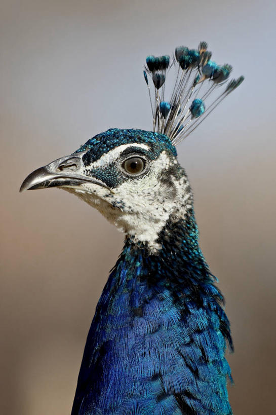 脸,头,脸颊,无人,站,竖图,室外,特写,白天,正面,旅游,度假,美景,城市,孔雀,鸟,野生动物,羽毛,美国,阴影,朦胧,模糊,轻盈,柔软,光线,鸟类,影子,景观,美丽,注视,娱乐,一只,蓝色,阳光,自然,动物,观察,看,站着,享受,休闲,景色,放松,可爱,活泼,观看,吉祥,察看,北美,北美洲,关注,自然风光,华贵,善良,美洲,新墨西哥,新墨西哥州,轻柔,北亚美利加洲,亚美利加洲,迷人之地,迷人之州,阿尔伯克基,阿布奎基,越鸟,百鸟之王,头部,脸部,脸蛋,面部,站立,半身,彩图