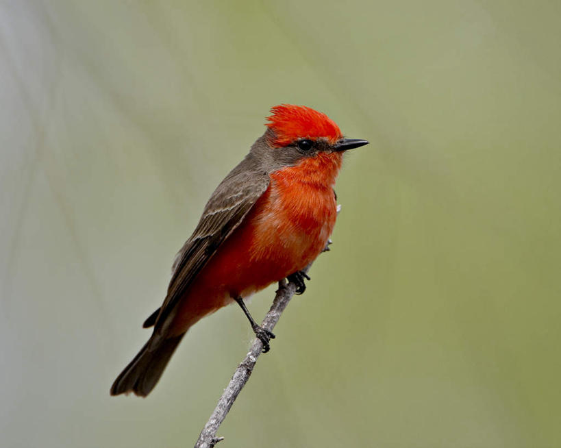 无人,站,横图,室外,特写,白天,侧面,旅游,度假,美景,植物,鸟,美国,朦胧,模糊,鸟类,景观,枝条,注视,娱乐,树,树木,树枝,一只,自然,观察,看,站着,享受,休闲,景色,放松,观看,察看,亚利桑那,北美,北美洲,关注,自然风光,美洲,亚利桑那州,大峡谷之州,北亚美利加洲,亚美利加洲,虬枝,枝杈,霸鹟,朱红霸鹟,站立,彩图,全身