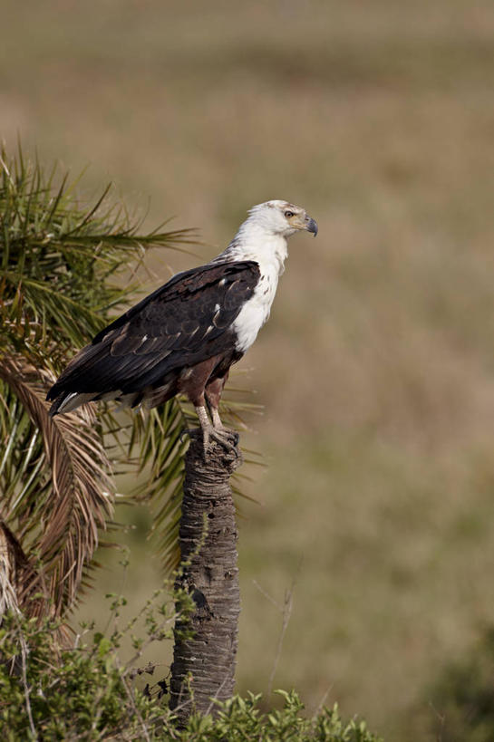 无人,公园,站,竖图,室外,白天,侧面,旅游,度假,美景,植物,鸟,野生动物,叶子,非洲,坦桑尼亚,鸟类,景观,绿叶,枝条,注视,娱乐,树,树木,树枝,一只,绿色,自然,动物,观察,看,站着,享受,休闲,嫩叶,景色,放松,生长,成长,观看,察看,国家公园,关注,自然风光,凶猛,海雕,东非,塞伦盖蒂国家公园,坦桑尼亚联合共和国,虬枝,枝杈,非洲海雕,吼海雕,残暴,凶残,叶,叶片,站立,彩图,全身