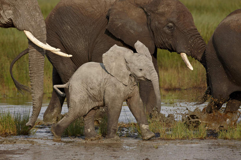 无人,公园,走,横图,室外,白天,侧面,草地,草坪,美景,植物,哺乳动物,大象,野生动物,非洲,坦桑尼亚,幼小,阴影,朦胧,模糊,光线,影子,池塘,景观,水池,非洲象,注视,草,绿色,阳光,自然,动物,观察,看,景色,四头,观看,察看,国家公园,关注,自然风光,东非,塞伦盖蒂国家公园,坦桑尼亚联合共和国,象,步行,散步,走路,半身,彩图