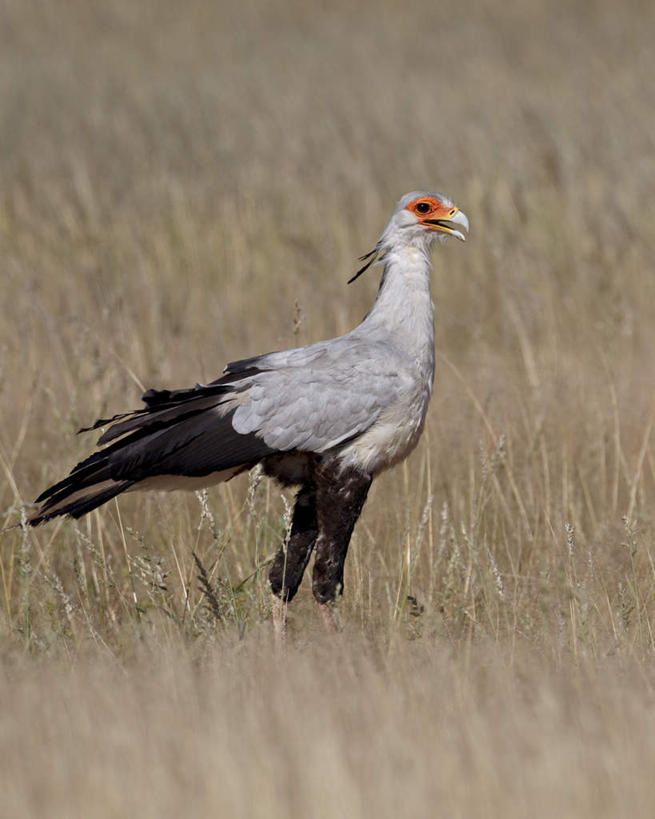 无人,站,竖图,室外,特写,白天,侧面,旅游,度假,美景,植物,鸟,野生动物,非洲,阴影,枯萎,朦胧,模糊,光线,鸟类,影子,景观,枯草,注视,娱乐,草,一只,黄色,阳光,自然,动物,观察,看,站着,享受,休闲,景色,放松,观看,察看,关注,自然风光,凶猛,阿非利加洲,鹭鹰,秘书鸟,蛇鹫,卡格拉格帝边境公园,卡格拉格帝跨国境公园,卡格拉格帝越界公园,残暴,凶残,站立,彩图,全身