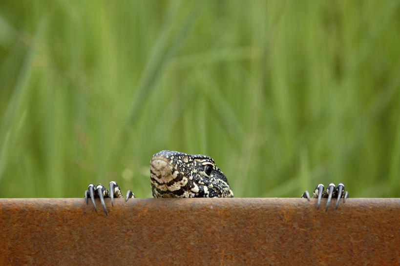 无人,动物园,横图,室外,特写,白天,正面,旅游,度假,美景,野生动物,蜥蜴,非洲,南非,阴影,朦胧,模糊,光线,影子,景观,树桩,注视,娱乐,树,树干,一只,阳光,自然,动物,观察,看,趴着,享受,休闲,木桩,景色,放松,观看,察看,国家公园,关注,自然风光,石龙子,克鲁格国家公园,泉龙,猪婆蛇,四脚蛇,蜴,阿非利加洲,巨蜥,德兰士瓦省,南非共和国,尼罗河巨蜥,趴,彩图,全身