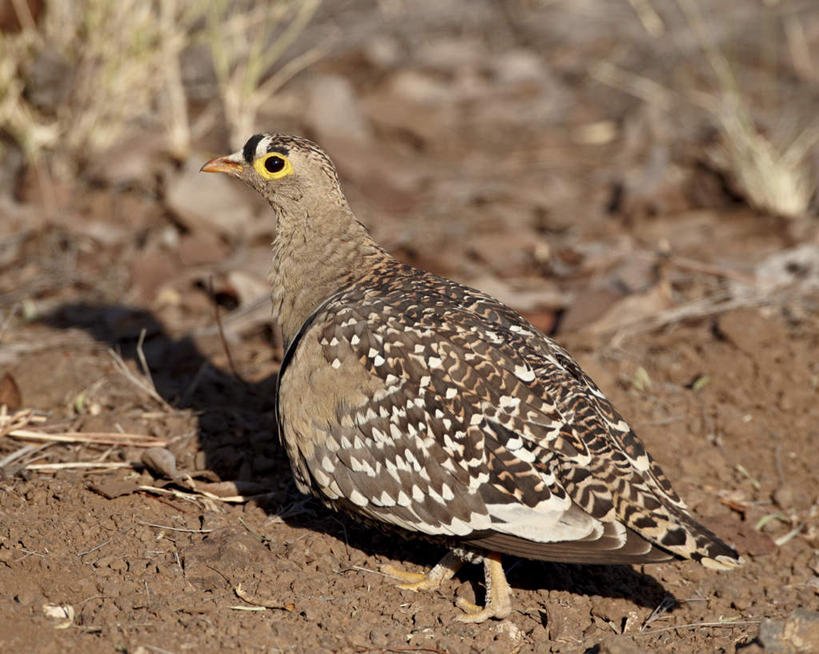 无人,动物园,站,横图,俯视,室外,特写,白天,石头,美景,鸟,非洲,南非,阴影,朦胧,模糊,光线,鸟类,石子,影子,景观,泥土,土壤,注视,阳光,自然,观察,看,站着,景色,观看,察看,国家公园,关注,自然风光,克鲁格国家公园,阿非利加洲,沙鸡,德兰士瓦省,南非共和国,二斑沙鸡,石块,岩石,站立,彩图,高角度拍摄,全身