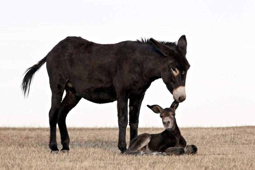 无人,公园,站,坐,吻,横图,室外,特写,白天,侧面,旅游,度假,美景,植物,野生动物,美国,阴影,枯萎,朦胧,模糊,光线,影子,地平线,景观,辽阔,枯草,地面,注视,娱乐,草,黄色,蓝色,蓝天,天空,阳光,自然,动物,天,低头,观察,看,站着,两只,享受,休闲,广阔,景色,放松,可爱,活泼,晴朗,观看,一望无际,察看,北美,北美洲,国家公园,关注,自然风光,延伸,美洲,驴,南达科他州,万里无云,天地相交,北亚美利加洲,亚美利加洲,南达科他,草狼之州,晴朗之州,驴子,无边无际,一马平川,卡斯特州立公园,考斯德州立公园,野驴,非洲野驴,晴空,晴空万里,亲,亲吻,站立,坐着,彩图,全身