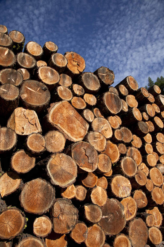 无人,竖图,室外,特写,白天,仰视,旅游,度假,美景,瑞士,欧洲,一堆,许多,阴影,堆叠,堆积,光线,木材,影子,景观,云,云朵,树桩,年轮,云彩,娱乐,木柴,树,树干,蓝色,白云,蓝天,天空,阳光,自然,天,享受,休闲,木桩,景色,放松,木料,晴朗,堆,自然风光,中欧,瑞士联邦,瓦莱州,晴空,彩图,低角度拍摄