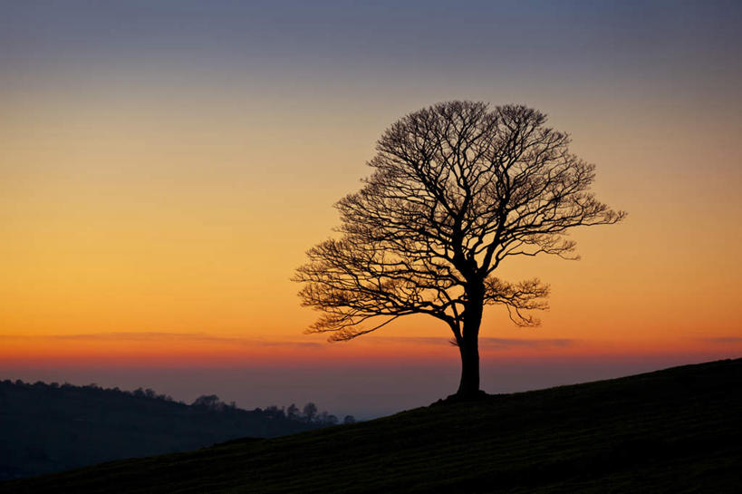 无人,横图,室外,白天,正面,旅游,度假,草地,草坪,美景,日落,植物,英国,欧洲,一棵,阴影,光线,影子,地平线,景观,晚霞,霞光,落日,辽阔,枝条,地面,背光,娱乐,英格兰,草,树,树木,树枝,绿色,阳光,自然,黄昏,享受,休闲,广阔,景色,彩霞,放松,生长,成长,一望无际,西欧,自然风光,延伸,大不列颠,逆光,大不列颠及北爱尔兰联合王国,天地相交,大不列颠联合王国,日不落英帝国,无边无际,一马平川,夕照,西米德兰兹郡,英吉利,虬枝,枝杈,西米德兰兹,斯塔福德,斯塔福德郡,夕阳,彩图,斜阳