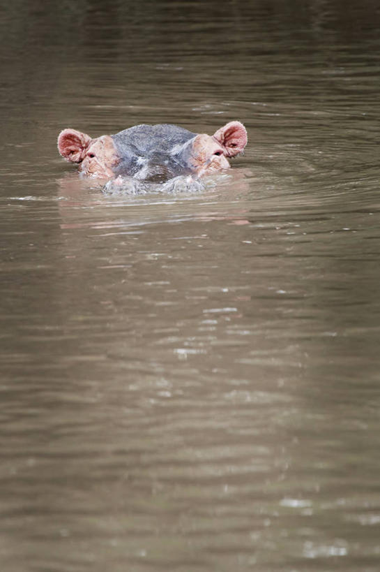 无人,竖图,室外,白天,留白,水下,水,哺乳动物,河马,野生动物,坦桑尼亚,涉水,池塘,自然,动物,看,摄影,观看,沼泽,机敏,潘塔纳尔湿地,塞伦盖蒂国家公园,彩图