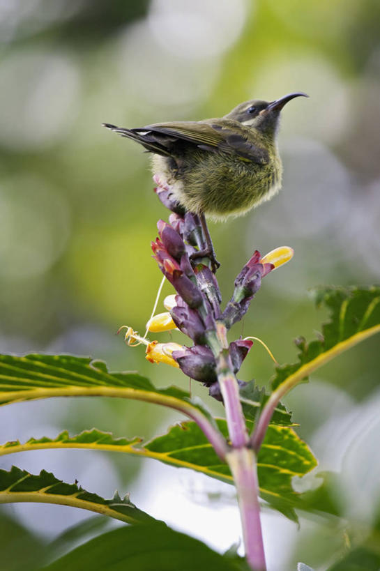 无人,竖图,室外,白天,野生动物,坦桑尼亚,鸟类,花,动物,比较,摄影,栖息,彩图
