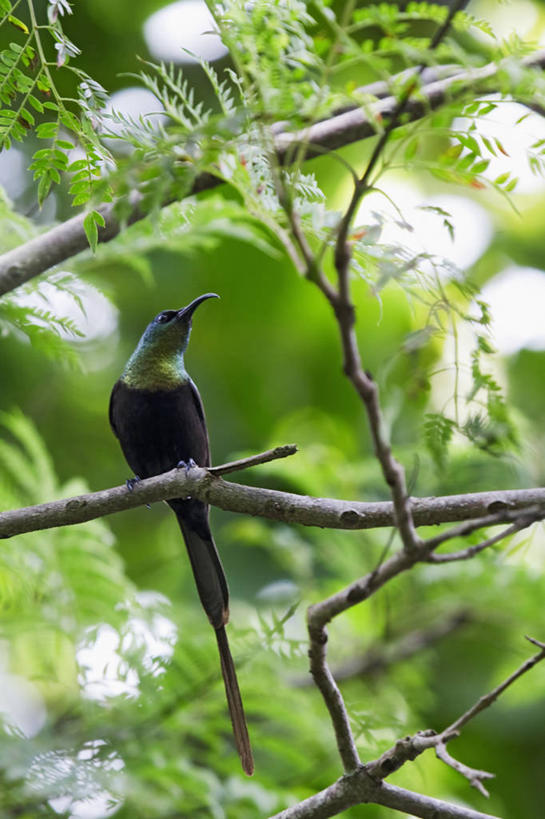 无人,竖图,室外,白天,野生动物,坦桑尼亚,鸟类,动物,比较,摄影,栖息,热带鸟,彩图