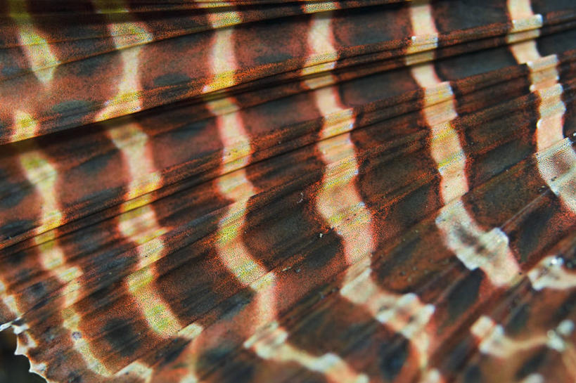 无人,横图,特写,抽象,水下,野生动物,印度尼西亚,条纹,科学,摄影,鳍,北苏拉威西,蓑鲉,彩图