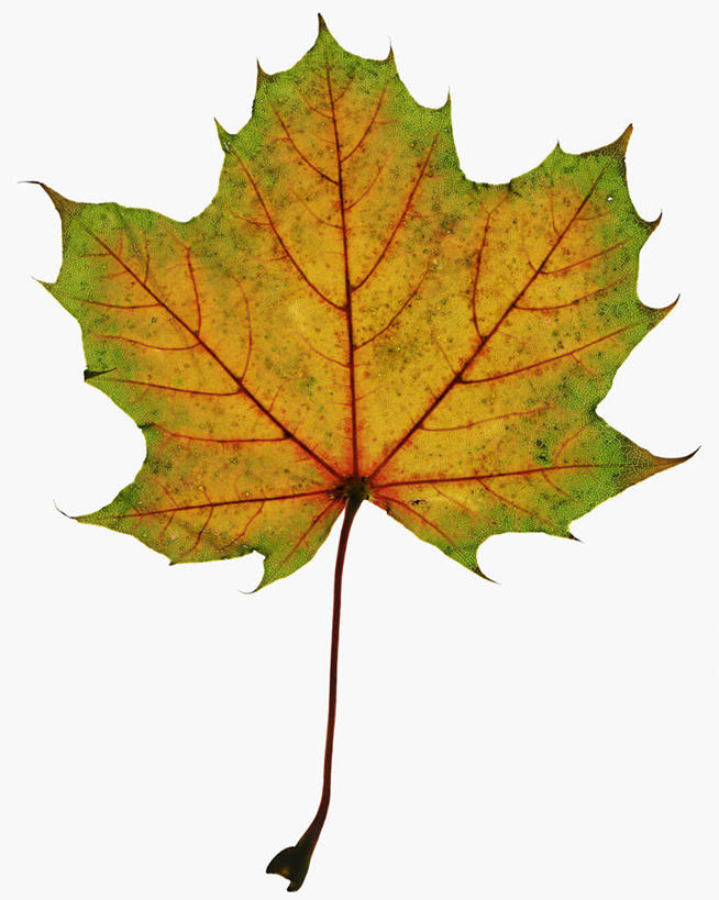 无人,竖图,俯视,特写,白色背景,美景,枫树,叶子,科学,景观,一个,自然,景色,季节,摄影,单个,生物学,自然风光,糖枫,秋天,彩图,高角度拍摄,影棚拍摄