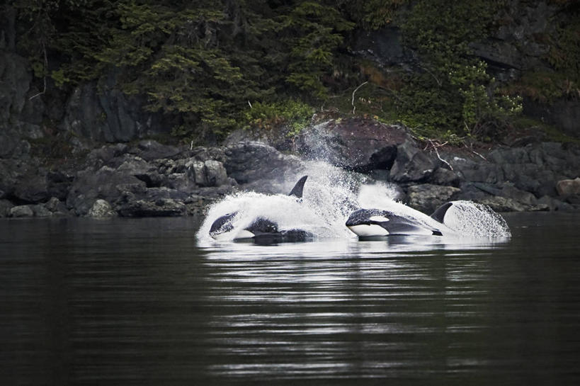 无人,横图,室外,侧面,野生动物,美国,溅,捕食,海岸线,自然,动物,两只,摄影,逆戟鲸,朱诺,彩图