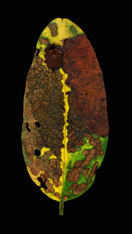 无人,竖图,特写,美景,黑色背景,科学,景观,褐色,一个,黄色,自然,景色,摄影,单个,自然风光,橡胶树,彩图,影棚拍摄