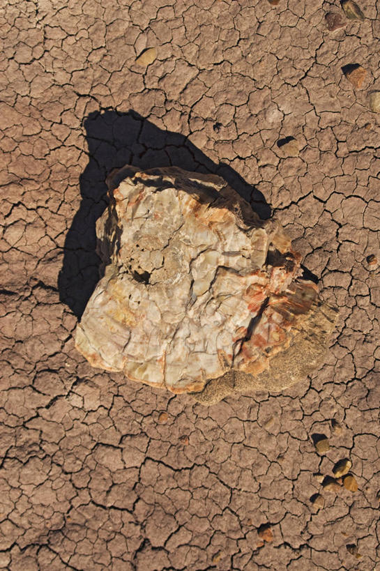 无人,竖图,特写,沙漠,美国,科学,化石,地形,树,摄影,亚利桑那,粘土,国家公园,地质学,矿物质,石化森林国家公园,彩图,石化木