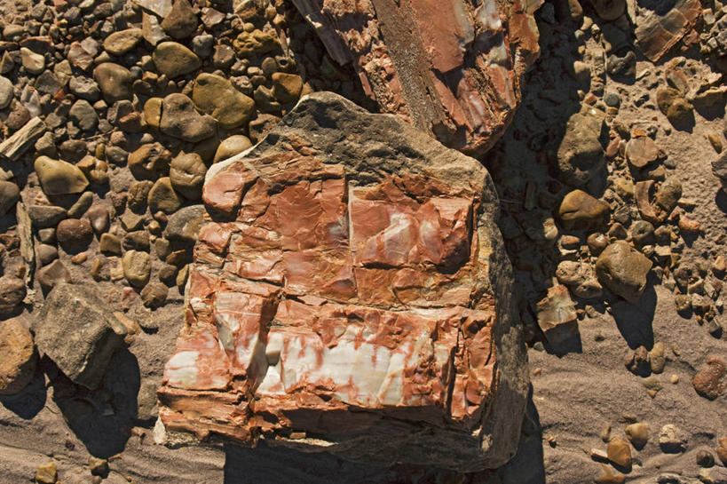 无人,横图,特写,沙漠,美国,科学,化石,地形,树,摄影,亚利桑那,国家公园,地质学,矿物质,石化森林国家公园,彩图,石化木