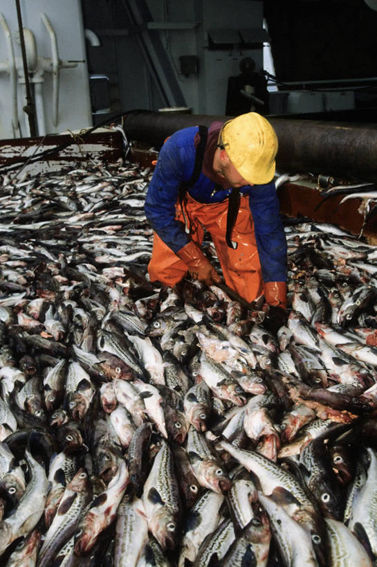 西方人,成年人,一个人,竖图,欧洲,美国,欧洲人,仅一个男性,仅一个人,一群,许多,很多,仅一个年轻男性,工业,摄影,切断,黄线狭鳕,冒险,危险,男人,男性,年轻男性,白种人,年轻人,海产,彩图