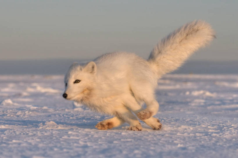 无人,跑,横图,室外,侧面,雪,全球变暖,哺乳动物,狐狸,野生动物,美国,捕食,白色,自然,动物,浮冰,摄影,生物学,北极狐,彩图