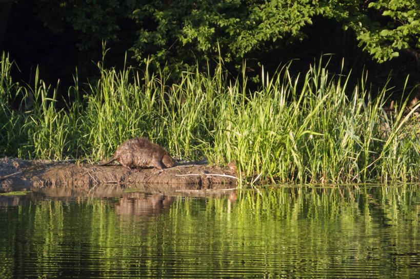 无人,横图,室外,白天,河流,水,哺乳动物,野生动物,瑞典,欧洲,草,动物,摄影,沼泽,海狸,彩图