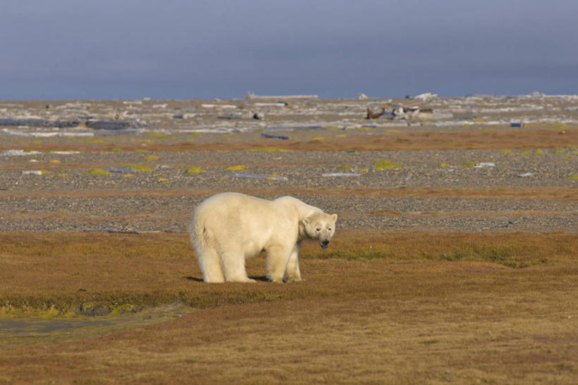 无人,横图,室外,白天,北极,全球变暖,北极熊,哺乳动物,野生动物,熊,美国,科学,捕食,自然,动物,摄影,环境,生物学,国家野生动物保护区,濒危物种,步行,彩图,弱点