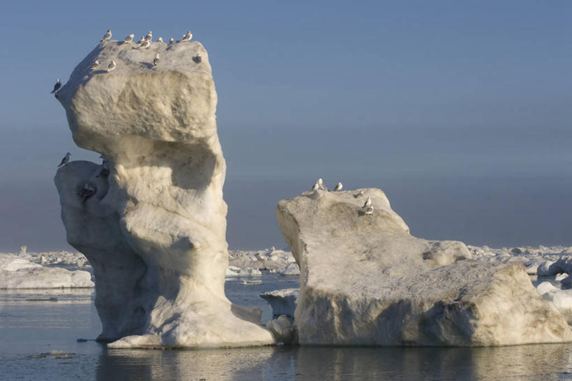 无人,横图,室外,白天,北极,冰山,水,全球变暖,海鸥,野生动物,美国,许多,科学,鸟类,海岸线,很多,自然,动物,浮冰,休息,摄影,气象,生物学,气候,彩图,波弗特海