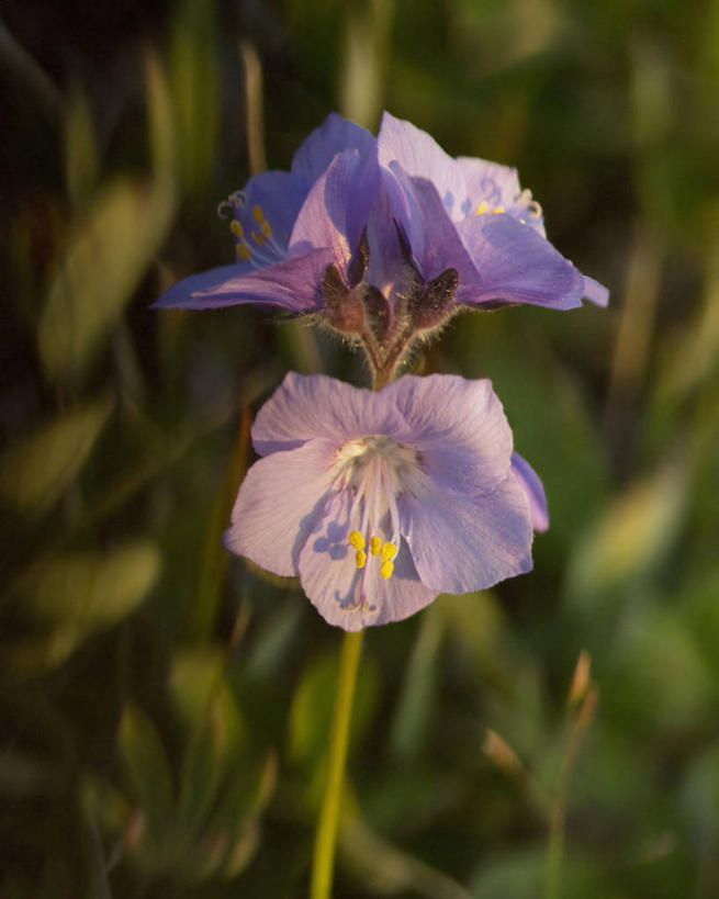 无人,竖图,室外,特写,白天,全球变暖,美国,野花,花,一个,自然,摄影,单个,国家野生动物保护区,彩图