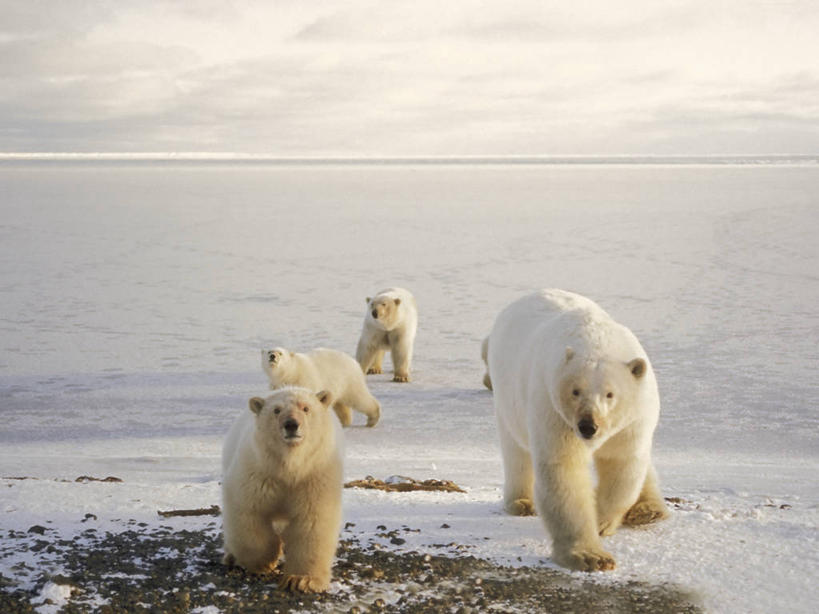 无人,横图,室外,白天,正面,雪,全球变暖,北极熊,哺乳动物,野生动物,熊,美国,四只,捕食,小熊,自然,动物,浮冰,摄影,生物学,幼兽,国家野生动物保护区,濒危物种,彩图,弱点,好奇心