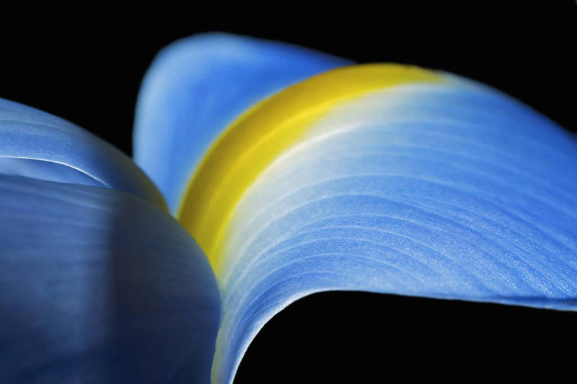 无人,横图,特写,花,花瓣,一个,蓝色,摄影,单个,鸢尾,彩图