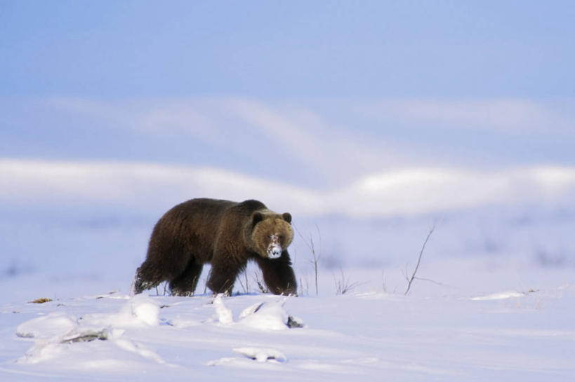 无人,横图,室外,白天,留白,北极,雪,全球变暖,哺乳动物,野生动物,熊,美国,捕食,海岸线,自然,动物,摄影,气象,生物学,气候,杂食动物,布鲁克斯山脉,棕熊,步行,彩图,旅行,冻原
