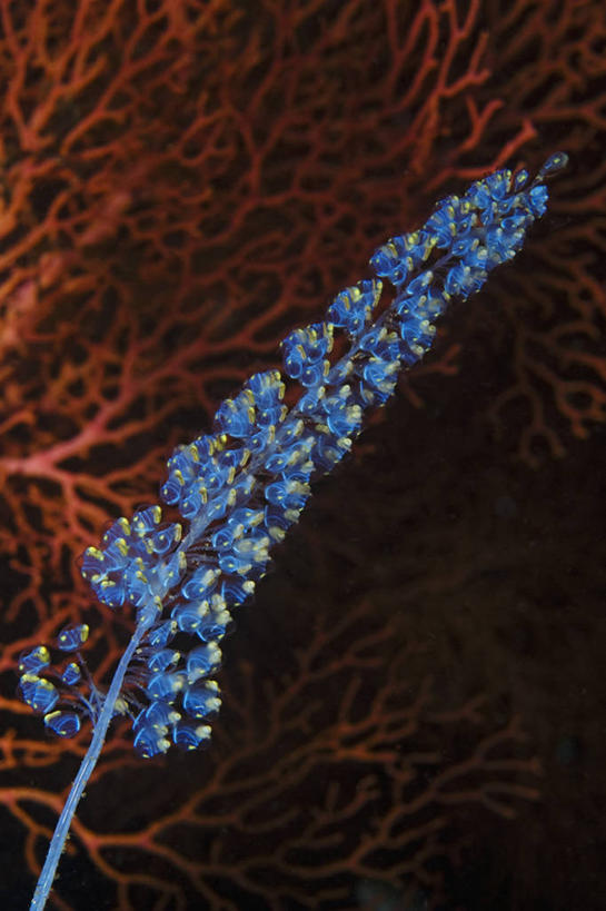 无人,竖图,水下,野生动物,印度尼西亚,透明,科学,枝,无脊椎动物,动物,摄影,海鞘,生物学,西巴布亚省,彩图