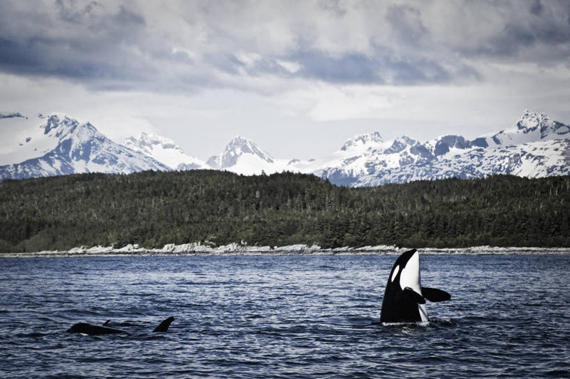 无人,横图,室外,白天,侧面,海洋,山,山脉,野生动物,美国,动物,两只,摄影,逆戟鲸,朱诺,彩图