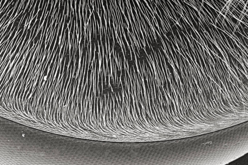 无人,横图,黑白,仪器,蜜蜂,检查,反射,分析,科学,昆虫,显微镜,观察,清晰,探索,摄影,放大,观看,仔细,死亡,透镜,凸透镜,聚焦,关注,节肢动物,光学,清楚,马蜂,复眼,扫描电镜,扫描电子显微镜