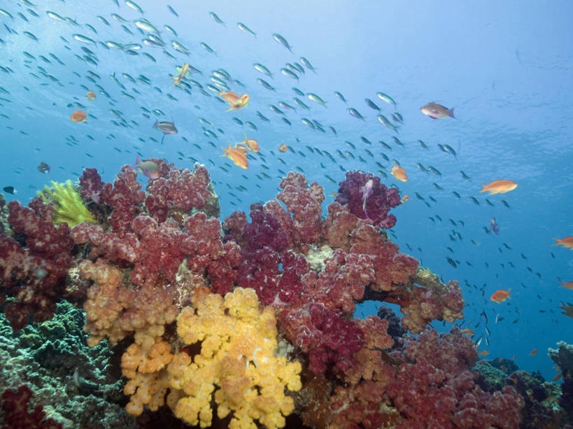 无人,横图,水下,海洋,美景,斐济,一群,许多,珊瑚,景观,很多,鱼类,自然,景色,摄影,环境,太平洋,软珊瑚,自然风光,暗礁,彩图