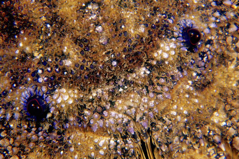 龙虾,无人,横图,特写,水下,水,印度尼西亚,橙色,摄影,热带气候,甲壳动物,彩图,全画面,全框架,全帧,全画幅